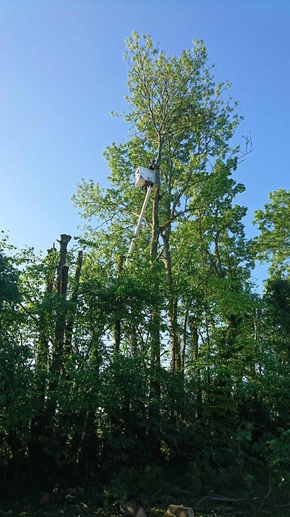 Élagage d'un grand arbre depuis une nacelle